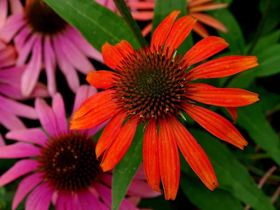 orange-pink flowers with burgundy-green center, green leaves and stems
