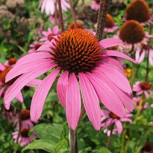 pink flowers with orange-burgundy center, green leaves and brown stems