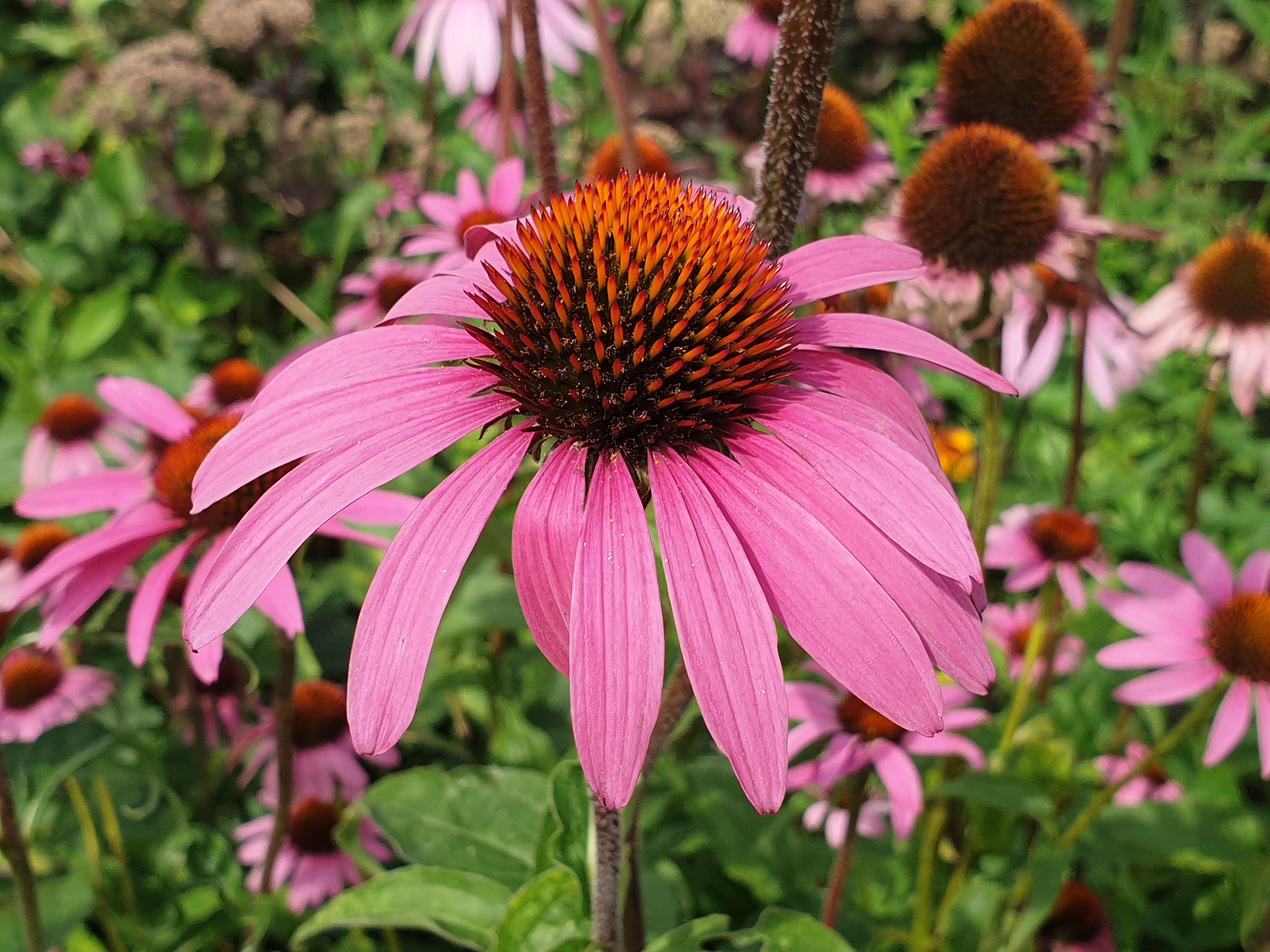 pink flowers with orange-burgundy center, green leaves and brown stems 