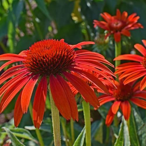 orange-red flowers with orange-red center, lime stems and green leaves