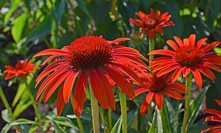 orange-red flowers with orange-red center, lime stems and green leaves