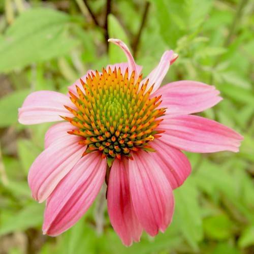 Magenta flower with orange-green center, green.