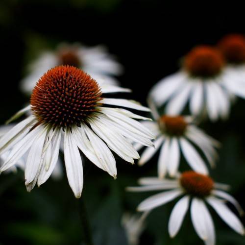 white flowers with brown-orange center