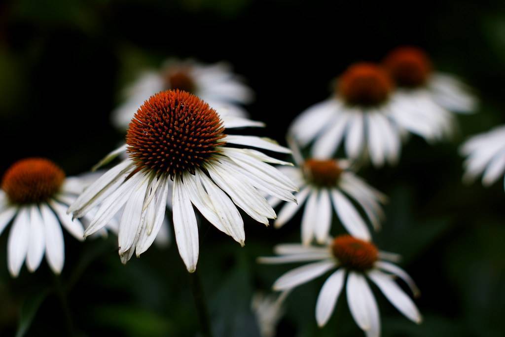 white flowers with brown-orange center 