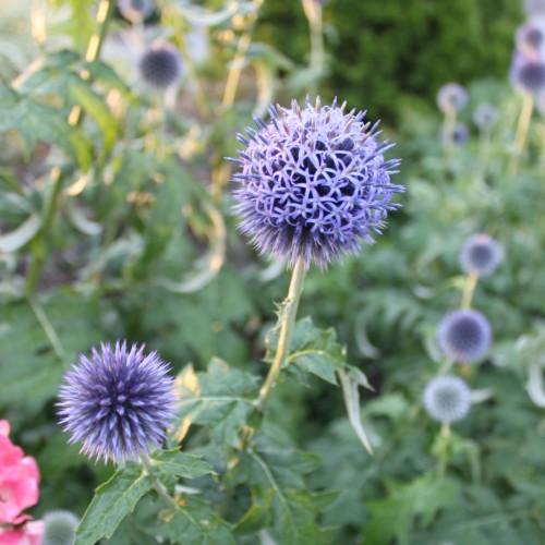 Indigo flower with stigma, silver-green stem and green leaves.