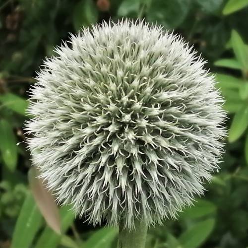 a white flower with white hairs on a light-green stem