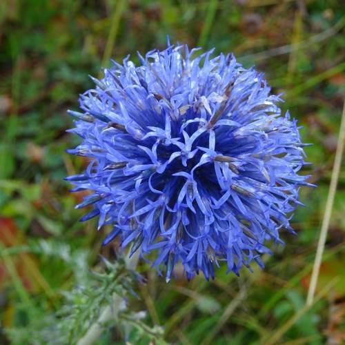 a blue-white flower with gray-blue spadix on a white stem