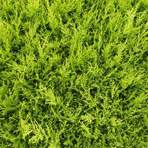 Countless green leaves.