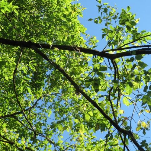 Dark-brown branches, with brown twigs and green stems having small green leaves.