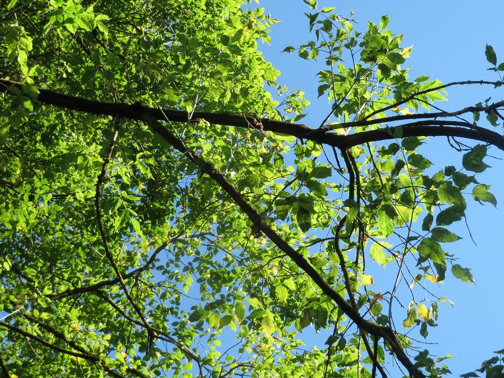 Dark-brown branches, with brown twigs and green stems having small green leaves.