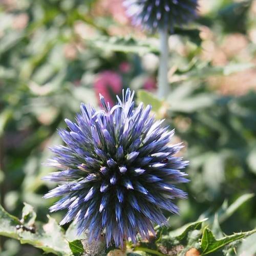 a pale-blue flower with green leaves