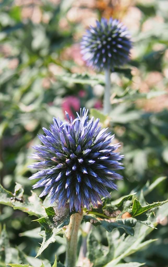 a pale-blue flower with green leaves