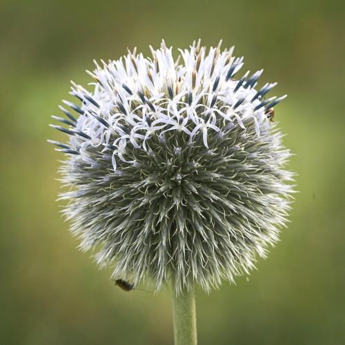 white-gray flower with light-green stem