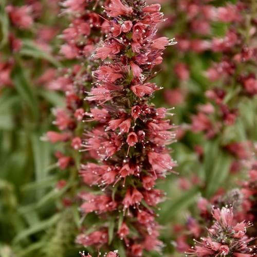 pink flowers with pink filaments, white anthers, green leaves and stems