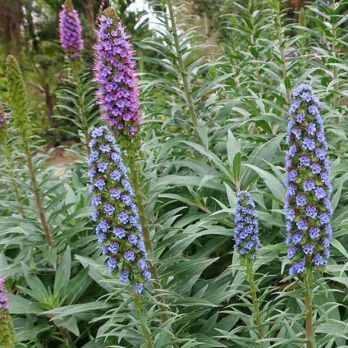 purple-blue flowers with green leaves on lime-green stems