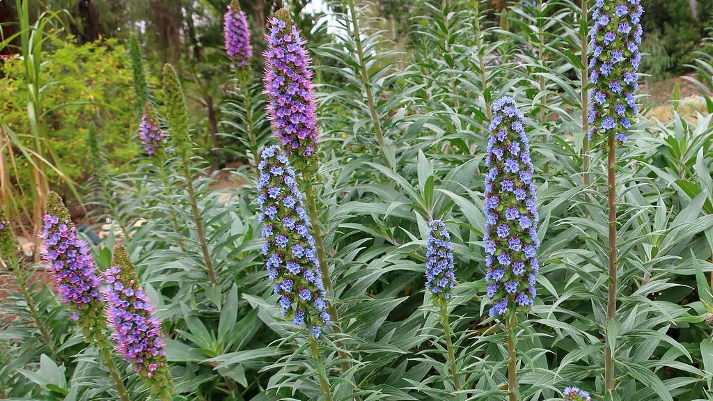 purple-blue flowers with green leaves on lime-green stems