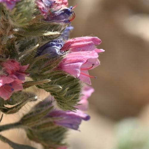 pink-blue flowers with orange filaments, blue anthers and pale-green foliage and stems