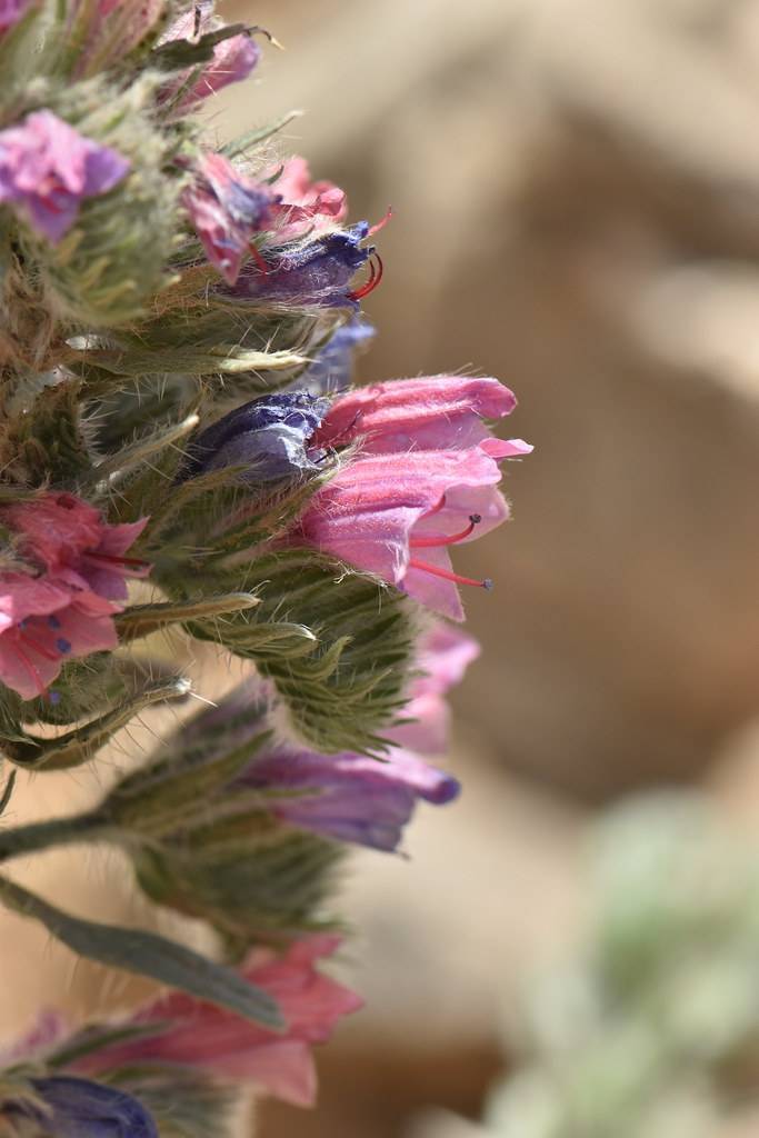 pink-blue flowers with orange filaments, blue anthers and pale-green foliage and stems