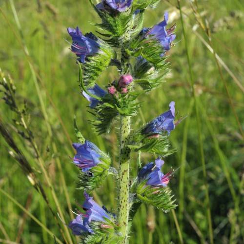 blue flowers with pink filaments, white anthers, lime-green sepals and leaves on a light-green stem