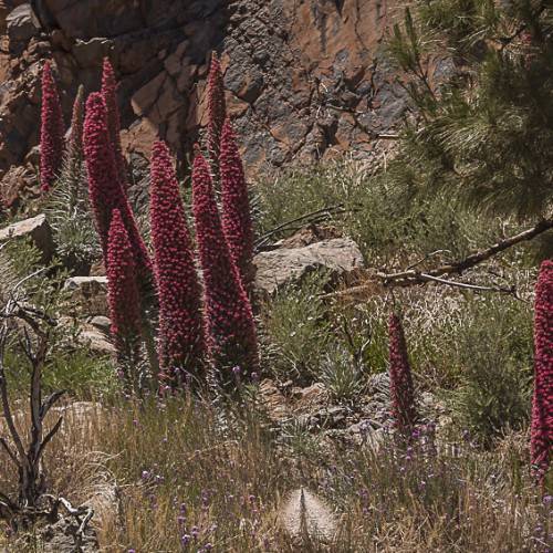 maroon flowers and dark-brown branches