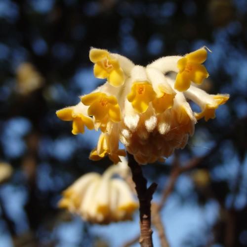 yellow flowers with yellow center, orange anthers and brown branches