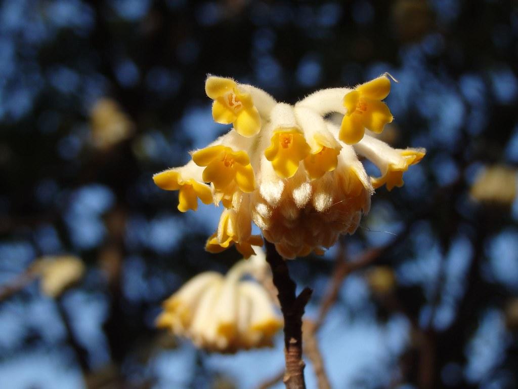 yellow flowers with yellow center, orange anthers and brown branches
