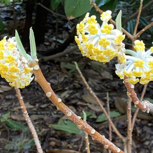 yellow-white flowers with light-green leaves on light-brown branches