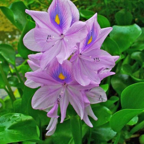purple-blue flowers with purple filaments, dark-blue anthers, green leaves and stems