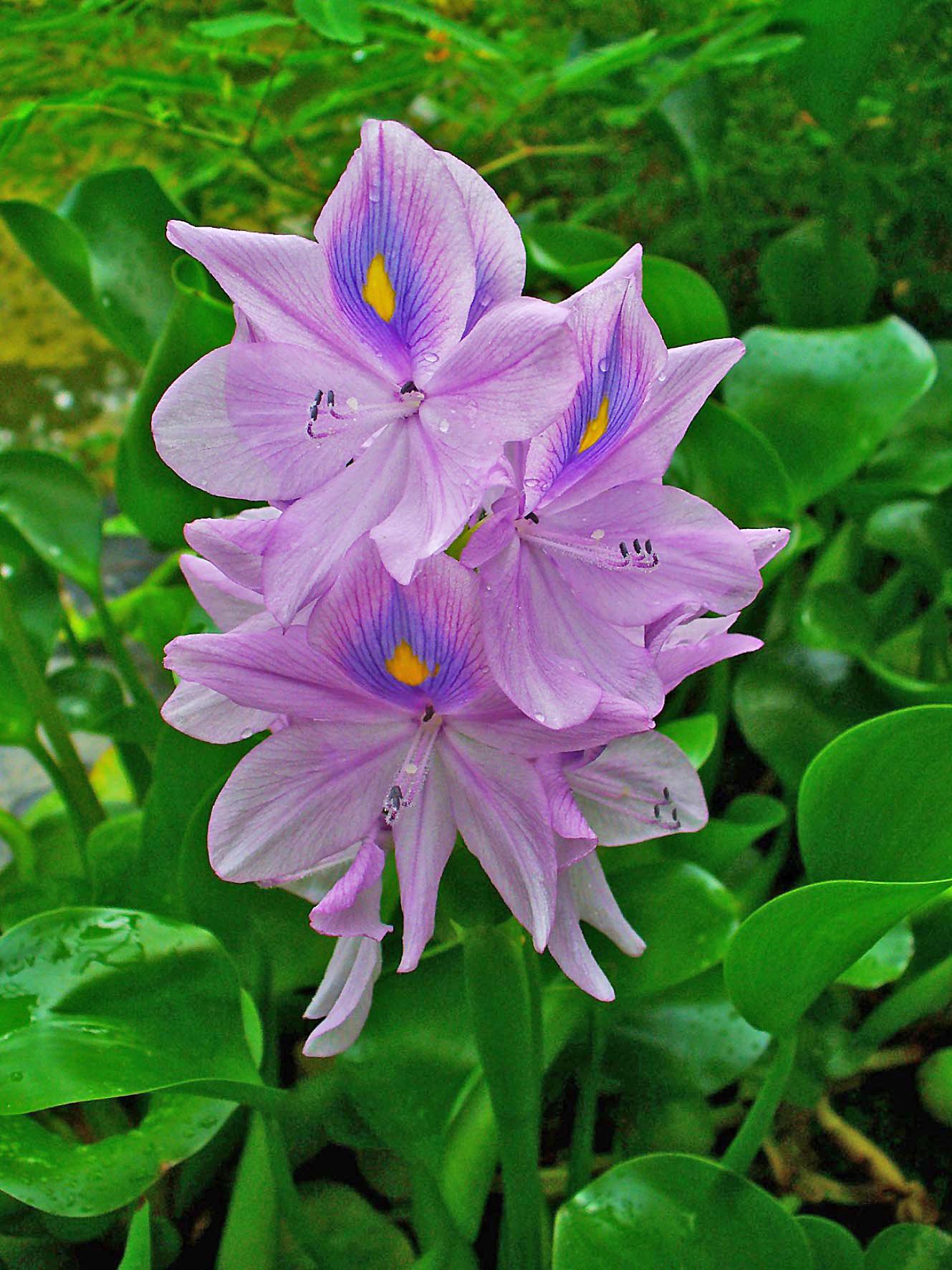 purple-blue flowers with purple filaments, dark-blue anthers, green leaves and stems 