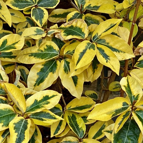 Yellow-green leaves with dark-green center, yellow midrib, brown stems and branches.