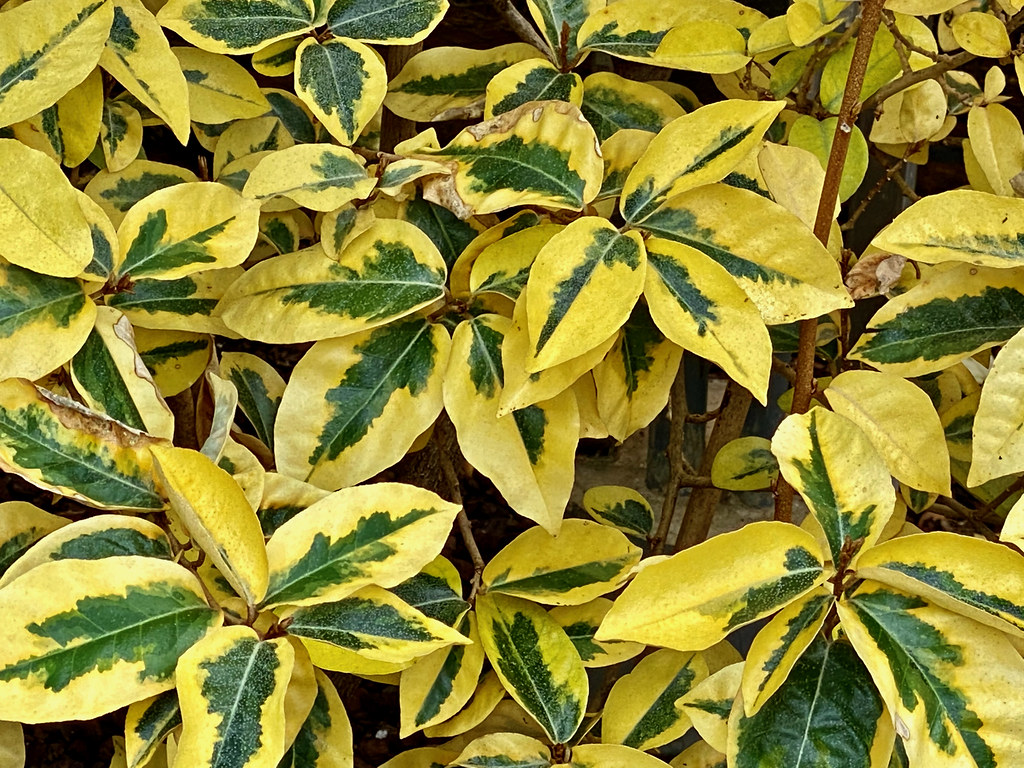 bright-yellow leaves with dark-green center and light-green midribs on brown twigs and branches