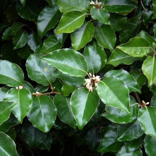 green foliage with off-white flowers and brown stems