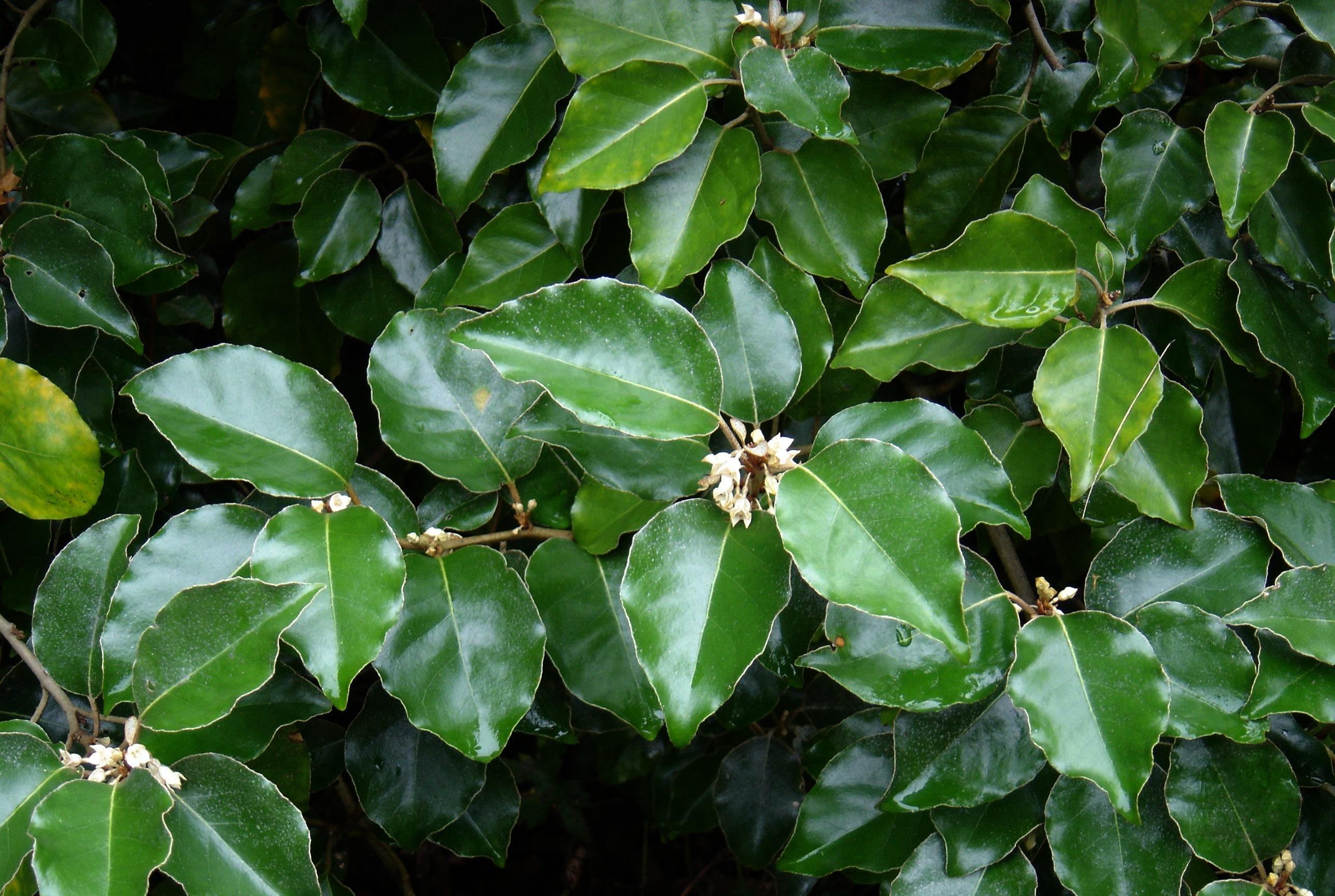 green foliage with off-white flowers and brown stems 