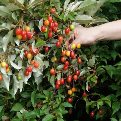 red-yellow fruits with green leaves, beige petioles and brown branches