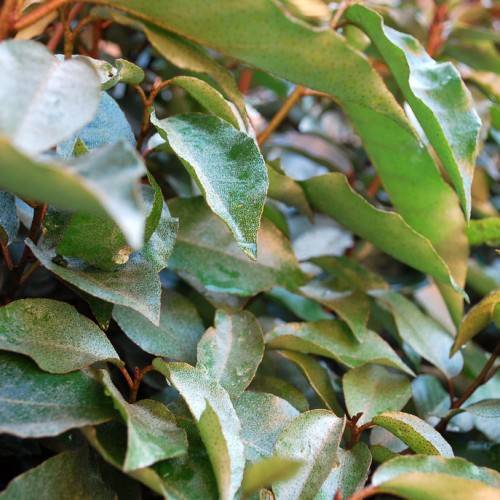 gold-green leaves with pale-gold midribs on light-brown stems and branches