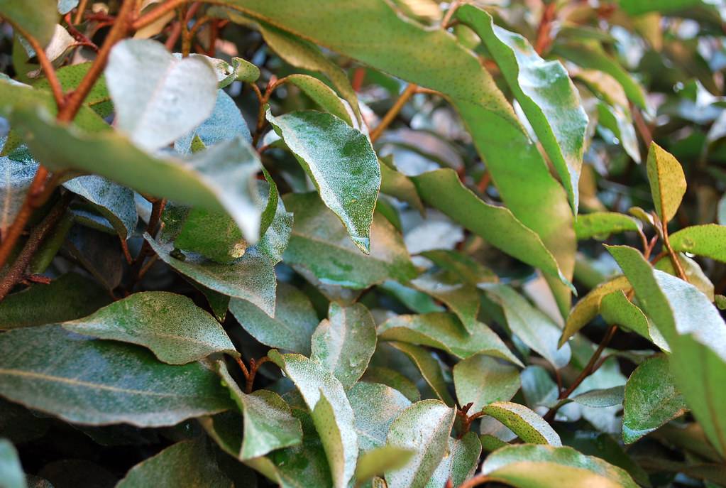 gold-green leaves with pale-gold midribs on light-brown stems and branches