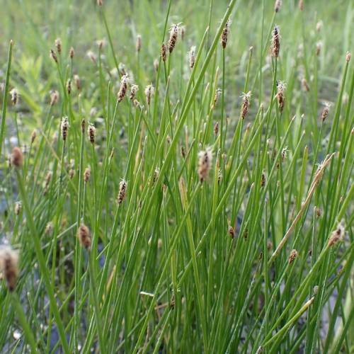 white-brown flowers on light-green stems