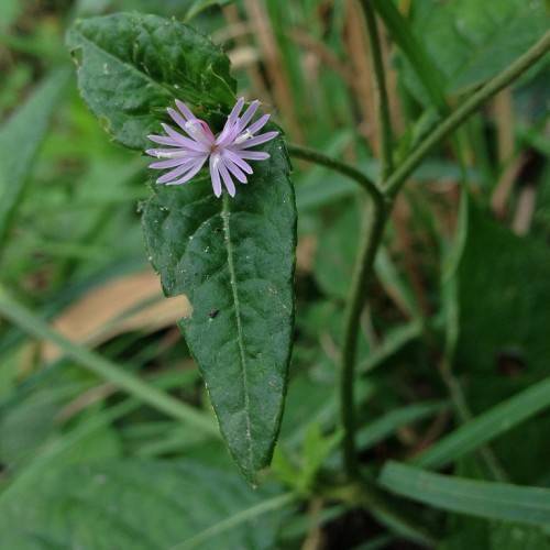 a purple-white flower and dark-green leaves with green veins and light-green midribs on green stems