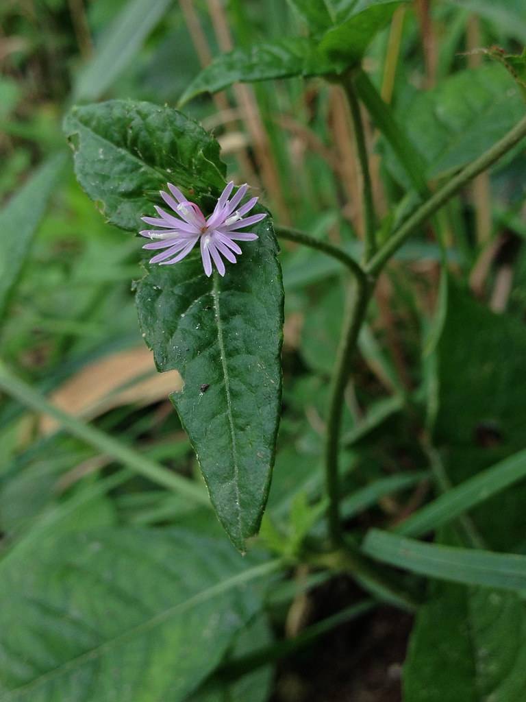 a purple-white flower and dark-green leaves with green veins and light-green midribs on green stems