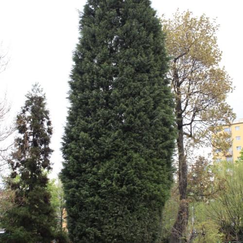 dark-green foliage on a trunk