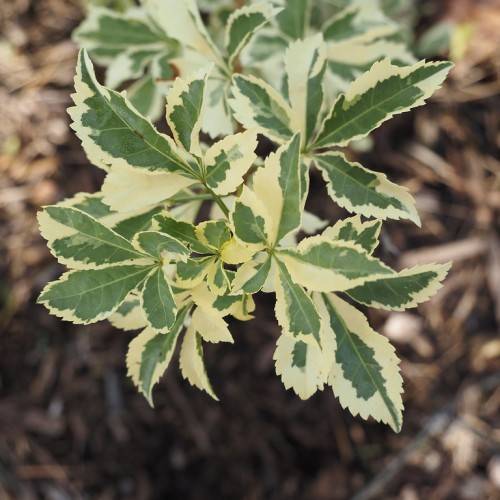 yellow-green leaves with yellow veins and midribs on light-green stems