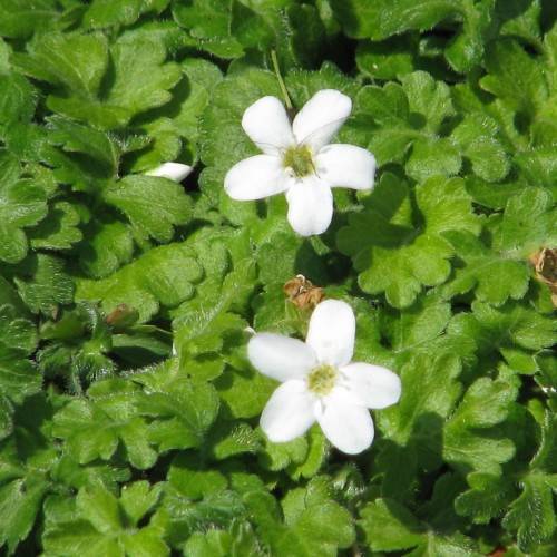 bright-white flowers with yellow-green center, lime-green leaves and stems