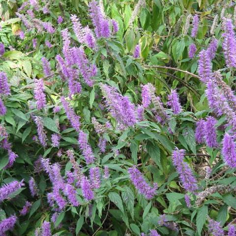 light-purple flowers and green leaves on brown branches