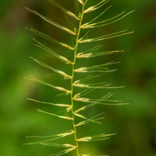 green-yellow foliage and stems