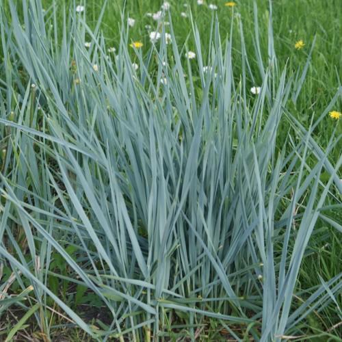 blue-green foliage