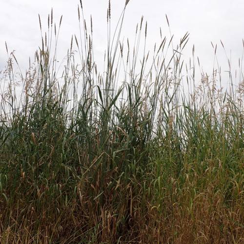 brown flowers on brown-green stems