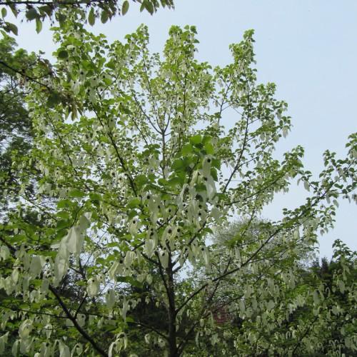 White flowers and green leaves on multiple brown branches and brown trunk.