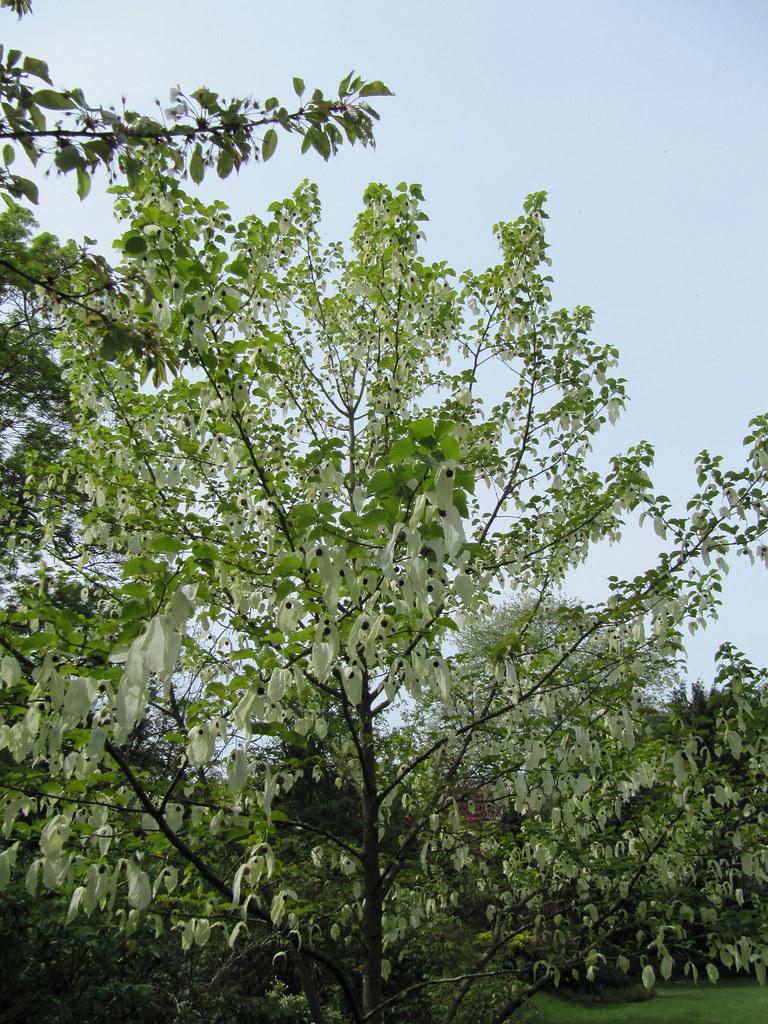 White flowers and green leaves on multiple brown branches and brown trunk.