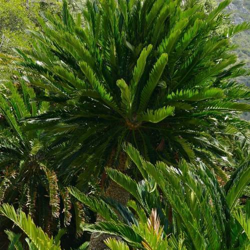 green foliage with green stems on a yellow-brown trunk