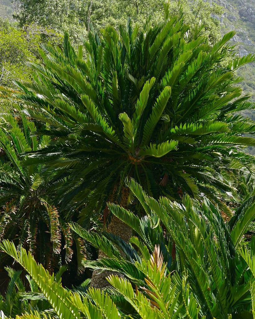 green foliage with green stems on a yellow-brown trunk